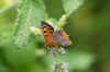 Small Copper, American Copper, Common Copper (Lycaena phlaeas)