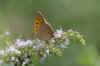Small Copper, American Copper, Common Copper (Lycaena phlaeas)