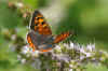 Small Copper, American Copper, Common Copper (Lycaena phlaeas)