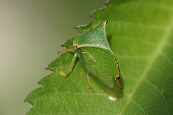 Een cicade Stictocephala bisonia, Stictocephalus bisonia  Familie Gehoornde cicaden (Membracidae).