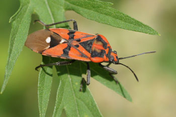 Spilostethus pandurus (formerly also called Lygaeus). Family: Seed Bugs or Ground Bugs (Lygaeidae).s)