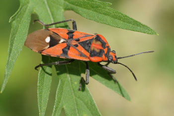 Lygaeus pandurus (tegenwoordig ook wel Spilostethus genoemd)  Familie: Grondwantsen (Lygaeidae)