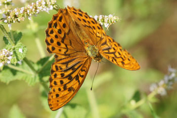 Keizersmantel (Argynnis paphia)  Familie Nymphalidae