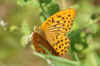 Keizersmantel (Argynnis paphia)  Familie Nymphalidae