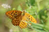 Silver-washed Fritillary (Argynnis paphia) Family Nymphalidae