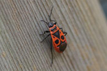 Firebug (Pyrrhocoris apterus)  Family Pyrrhocoridae.