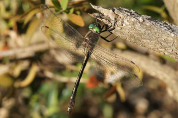 Bronslibel (Oxygastra curtisii)