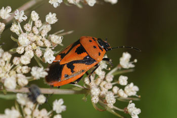 Eurydema ornata. Family Stink bugs (Pentatomidae).