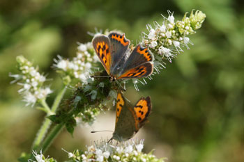 Small Copper, American Copper, Common Copper (Lycaena phlaeas)
