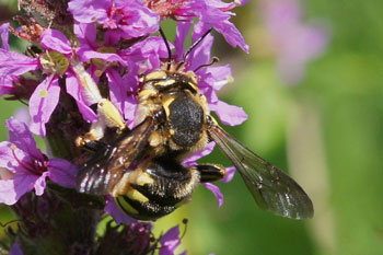 Wool Carder bee (Anthidium spec.)  Family Megachilidae