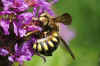 Wool Carder bee (Anthidium spec.). Family Megachilidae.