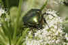 Rose chafer (Cetoniaaurata) 