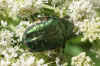 Rose chafer (Cetoniaaurata) 