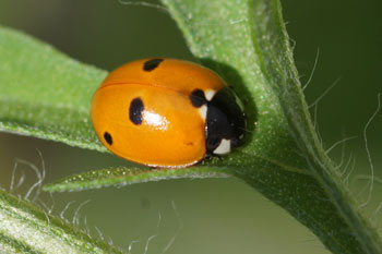 5-spot ladybird (Coccinella quinquepunctata) Subfamilie typical ladybirds (Coccinellinae). Family ladybirds / ladybugs (Coccinellidae). 
