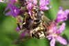 Wool Carder bee (Anthidium spec.). Family Megachilidae.