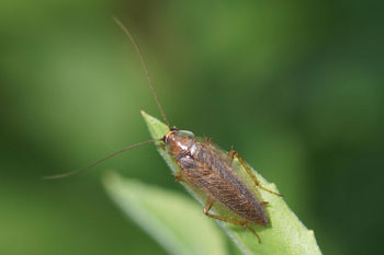 Cockroache Family Blattellidae Orde (Blattodea)