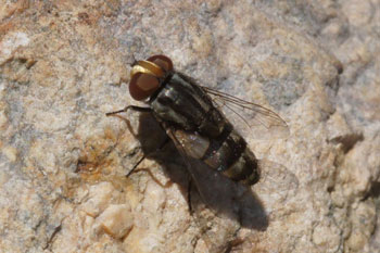 Miltogramminae Familie vleesvliegen (Sarcophagidae)