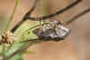 Maybe Cicada orni Family Cicadidae