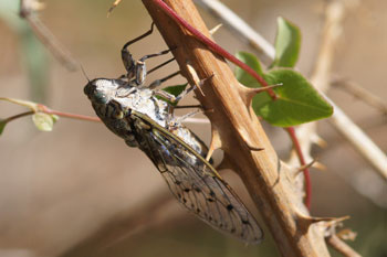 Maybe Cicada orni Family Cicadidae