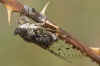 Maybe Cicada orni Family Cicadidae