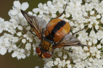 Ectophasia crassipennis man