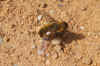 Villa spec.  Bee-fly family (Bombyliidae)