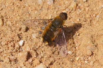 Villa spec.  Familiewolzwevers (Bombyliidae)