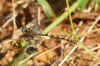 Small Pincertail (Onychogomphus forcipatus)