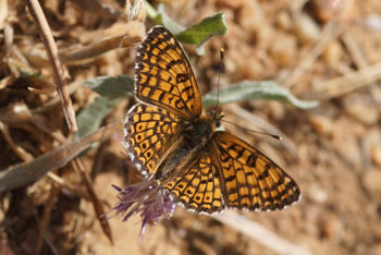 Veldparelmoervlinder (Melitaea cinxia)