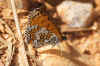Glanville Fritillary  (Melitaea cinxia)