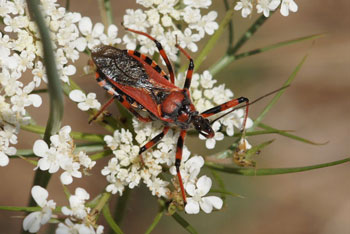 Rhynocoris Familie Reduviidae