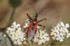Ryinocoris Familie Reduviidae