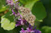 Mallow Skipper (Carcharodus alceae)