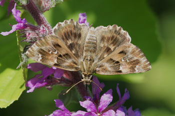 Mallow Skipper (Carcharodus alceae)