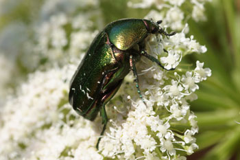 Rose chafer (Cetoniaaurata) 
