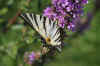 Scarce Swallowtail,  Sail Swallowtail, Pear-tree Swallowtail (Iphiclides podalirius)