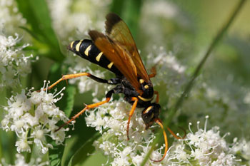 Batozonellus lacerticida