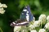 Blauwe IJsvogelvlinder (Limenitis reducta) Familie Nymphalidae