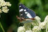 Blauwe IJsvogelvlinder (Limenitis reducta) Familie Nymphalidae