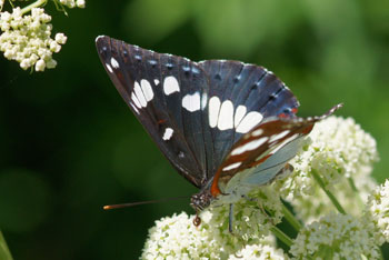 Blauwe IJsvogelvlinder (Limenitis reducta) Familie Nymphalidae