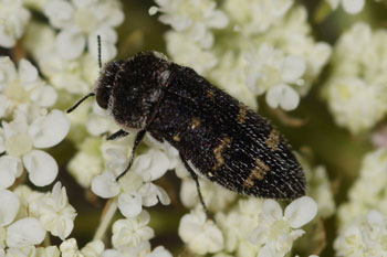 Acmaeodera misschien Acmaeodera taeniata Onderfamilie Acmaeoderinae. Familie Prachtkevers (Buprestidae)