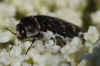 Acmaeodera misschien Acmaeodera taeniata Onderfamilie Acmaeoderinae. Familie Prachtkevers (Buprestidae)