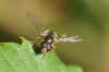 Paragus spec.