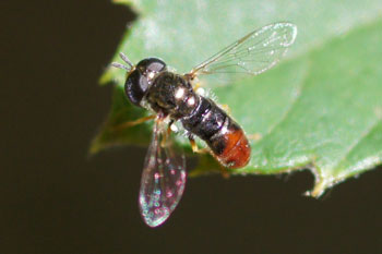 Paragus spec.