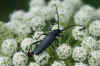 Musk beetle(Aromia moschata)