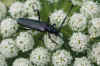 Musk beetle(Aromia moschata)
