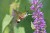 Broad-bordered Bee Hawk-moth(Hemaris fuciformis) 