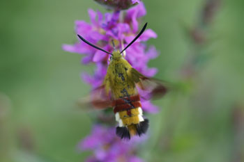 Glasvleugelpijlstaart (Hemaris fuciformis)