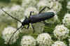 Musk beetle(Aromia moschata)