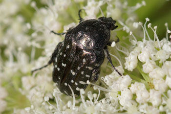 White-spotted rose beetle (Oxythyrea funesta)